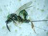 Torymus sp.